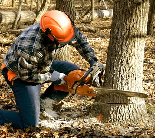 Tree Removal in Klamath, CA